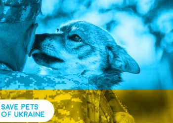 Save Pets of Ukraine: стартувала ініціатива з допомоги чотирилапим під час війни